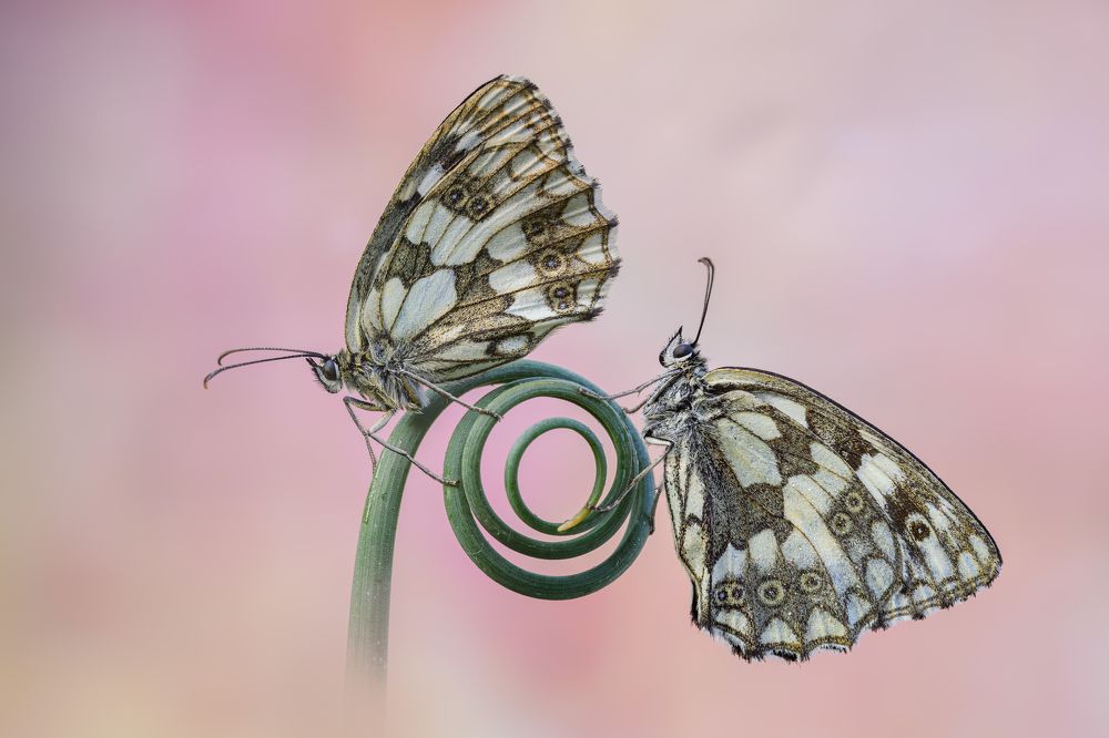 Photograph by Sara Jazbar