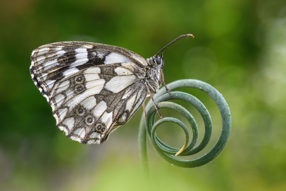 Photograph by Sara Jazbar