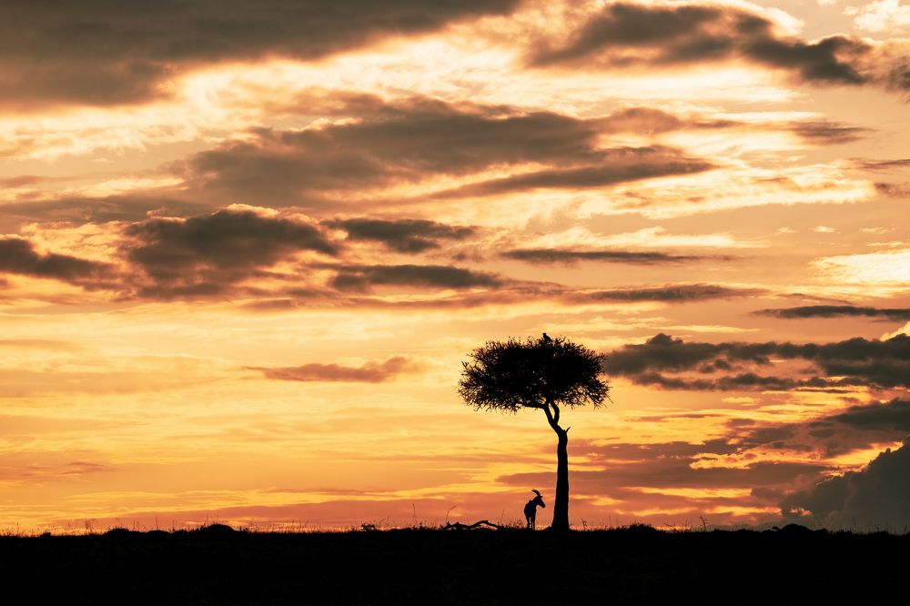 Фотография автора Joshy Varghese