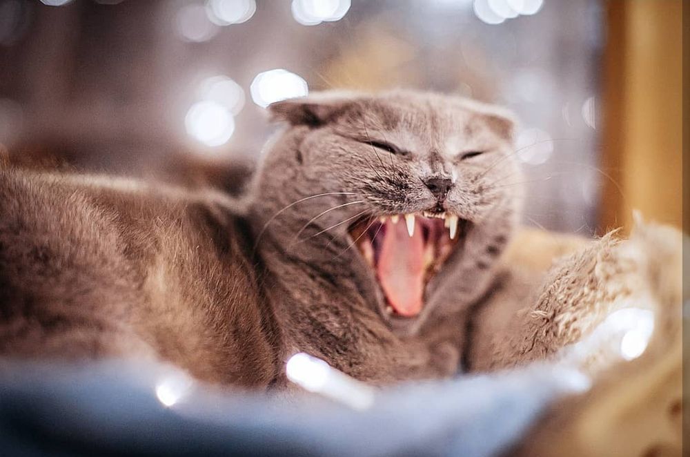 Photograph by Angelina Bukina