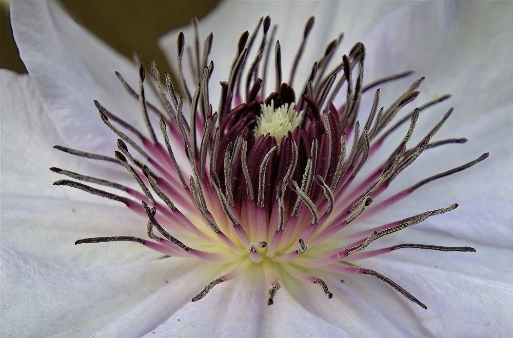 Clematis Center Up Close