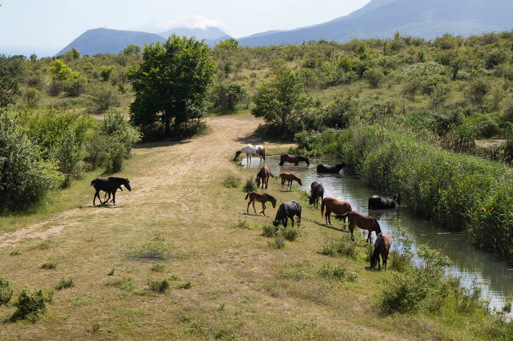 Табун лошадей на водопое