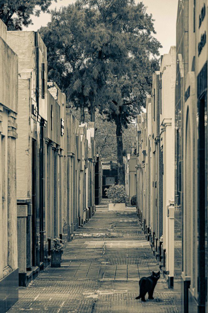 a lonely soul walking among the crypts.