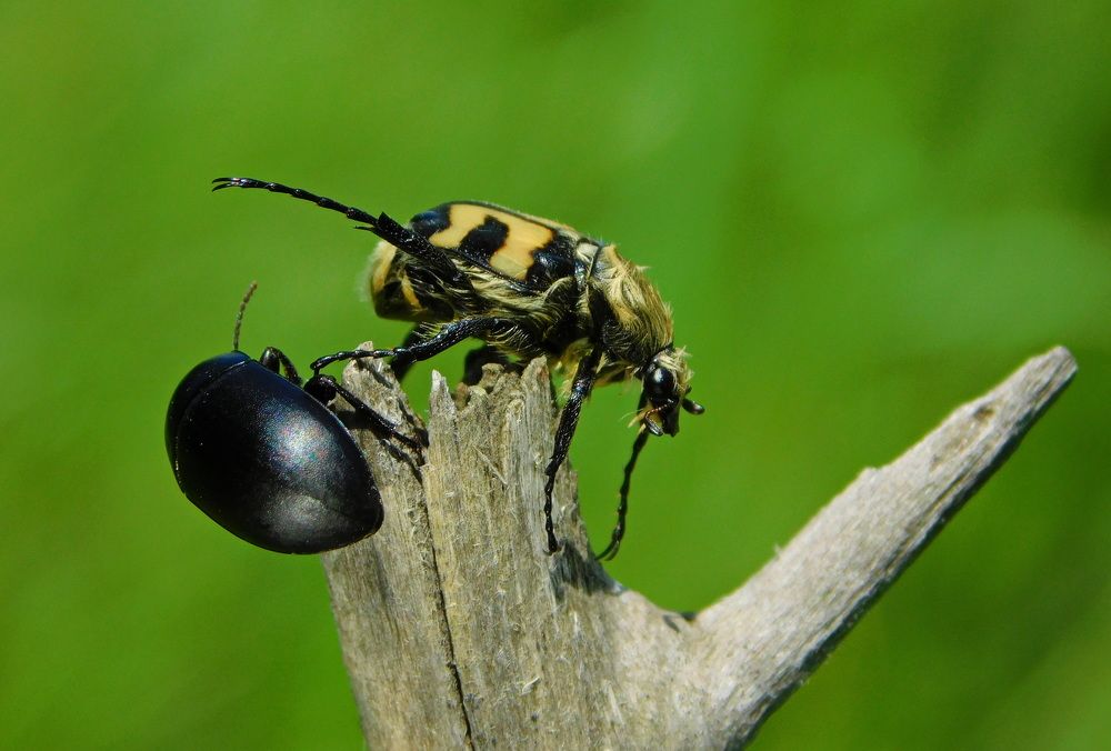 Соблюдай дистанцию.