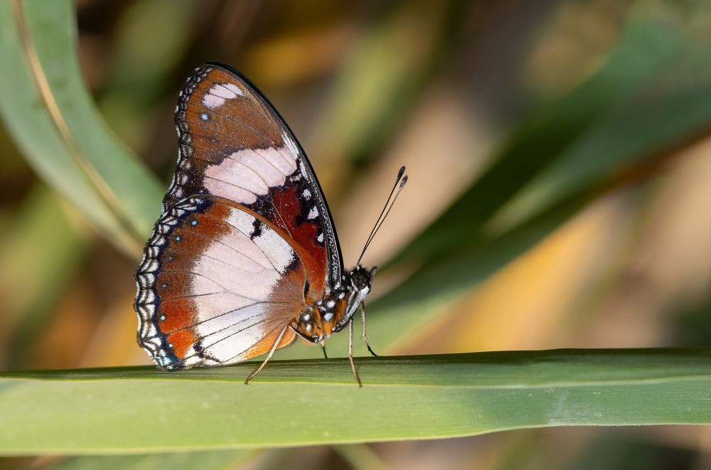 Фотография автора Neslihan Taylan Tülbentci