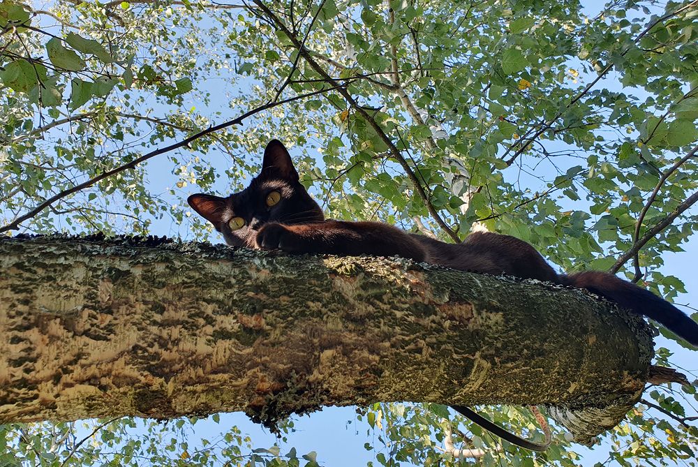 Фотография автора Надежда Лисицына