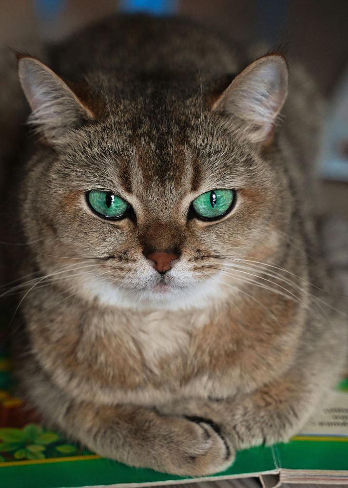 Фотография автора Вероника Черепанова