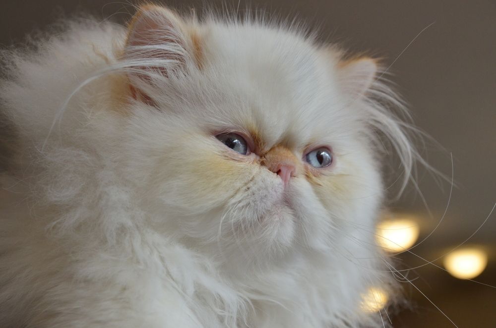 Фотография автора Владимир Брызгунов