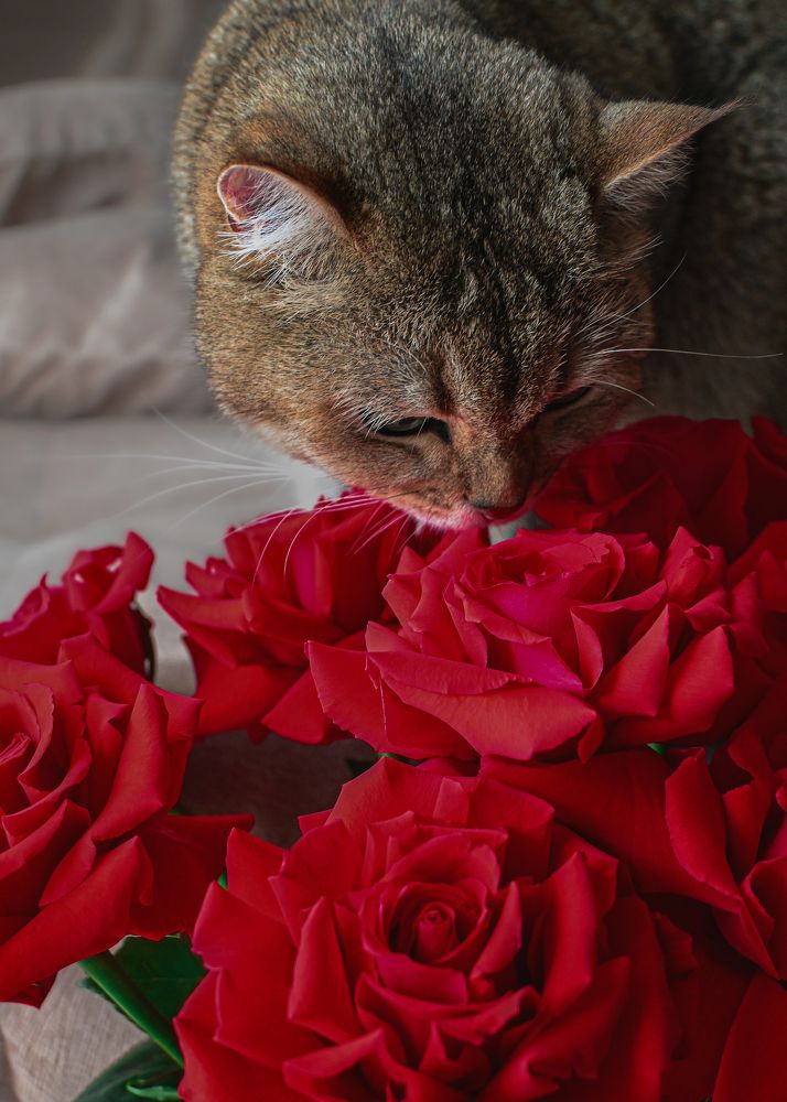 Фотография автора Вероника Черепанова