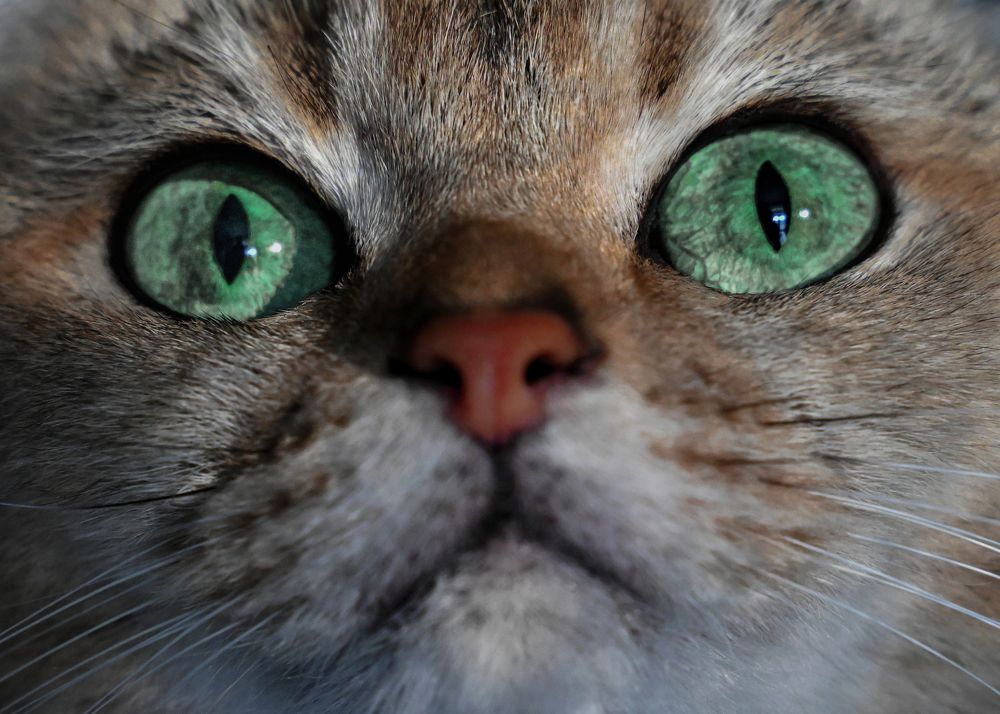 Фотография автора Вероника Черепанова