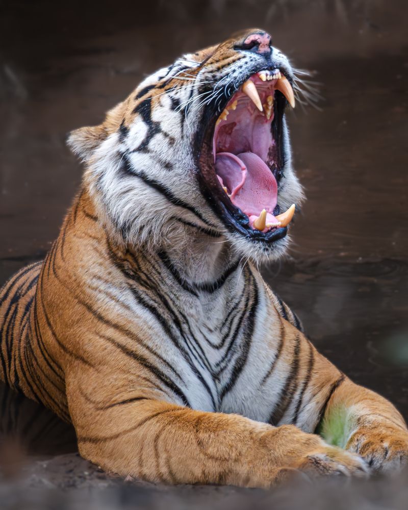 Photograph by Siddhartha Roy Choudhury