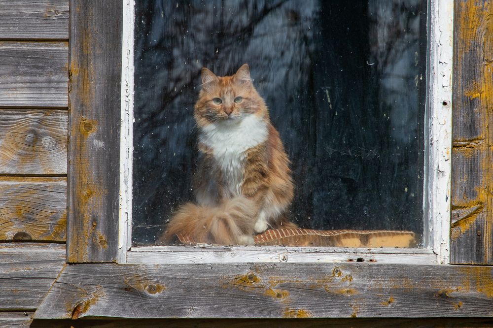 Photograph by Ирина Саломатина