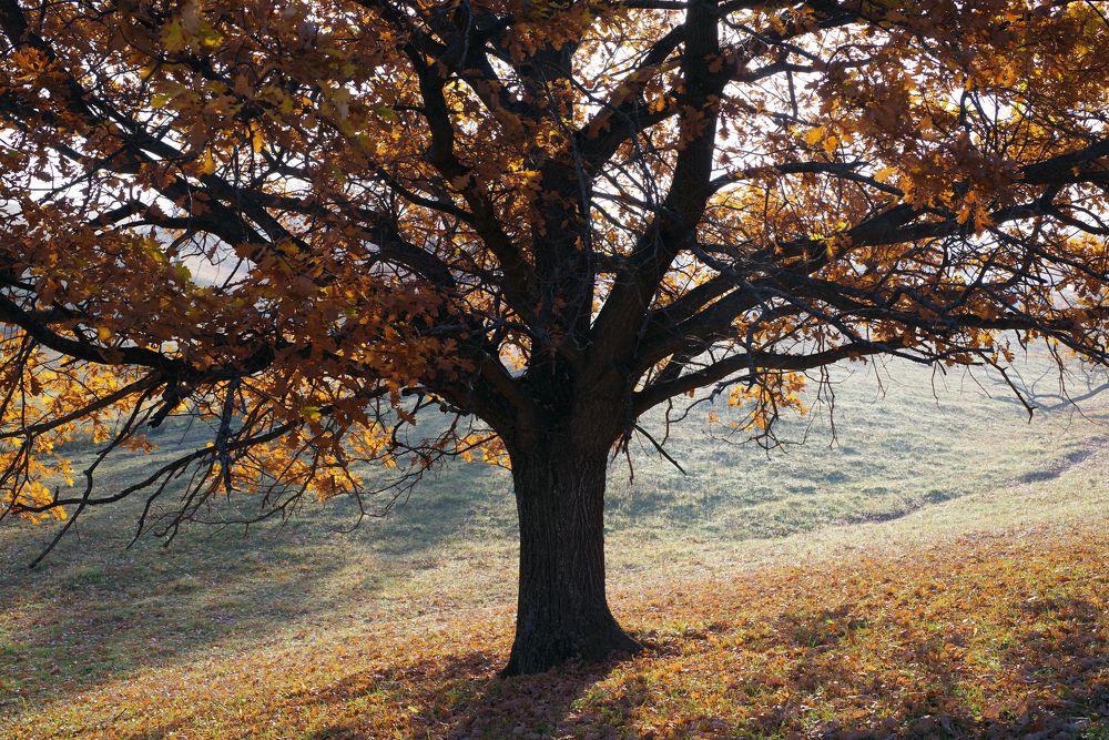 Доброе утро осень !