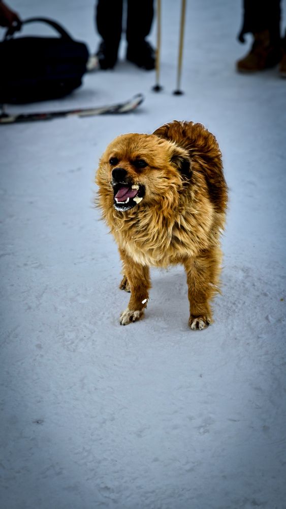 Фотография автора Всеволод Юрша