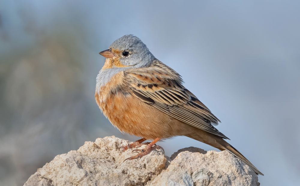 Фотография автора Neslihan Taylan Tülbentci