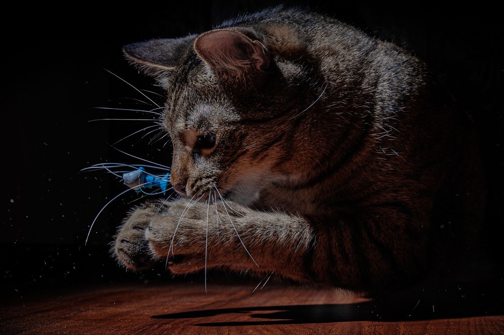 Photograph by Dobromir Botev