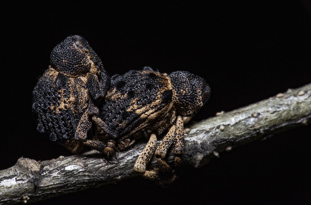 Photograph by Kushal Sharma