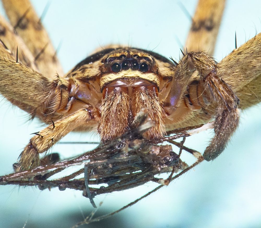 Macro of Huntsman Spider