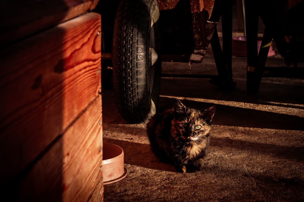 Photograph by CHRIS PAPAKIRITSIS