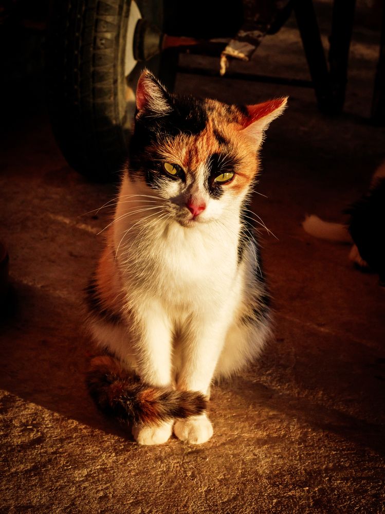 Photograph by CHRIS PAPAKIRITSIS