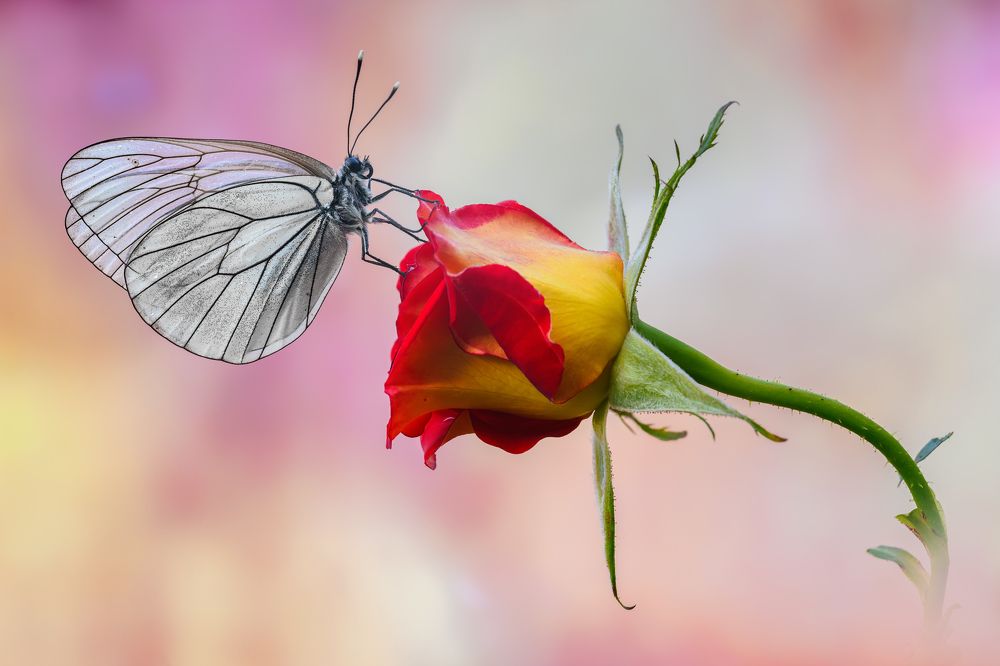 Photograph by Sara Jazbar