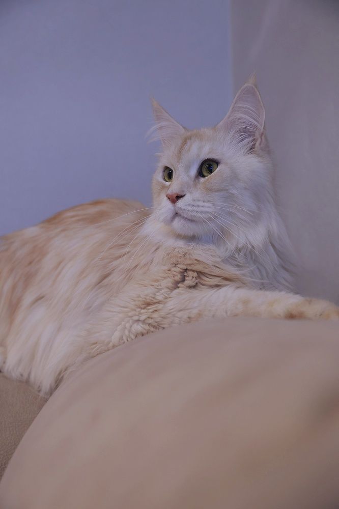 Фотография автора Алина Климова