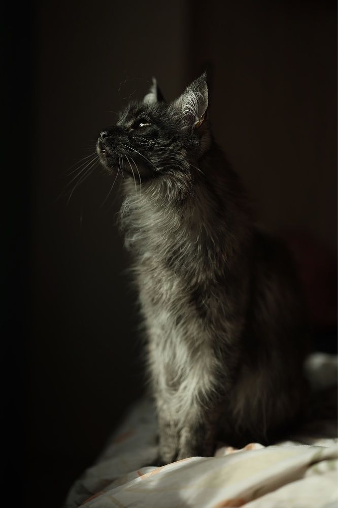 Фотография автора Алина Климова