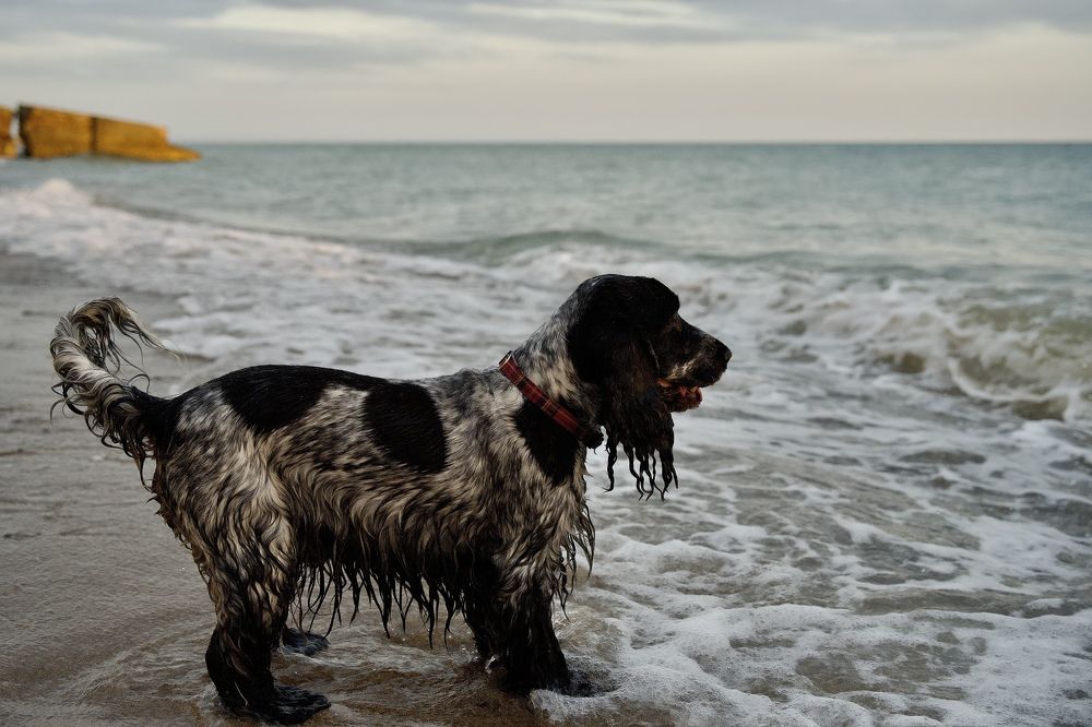 Фотография автора Константин Борунов