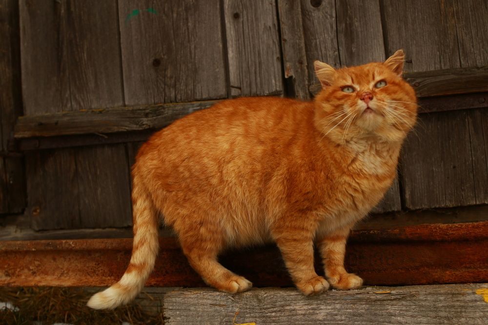 Фотография автора Сергей Кульков