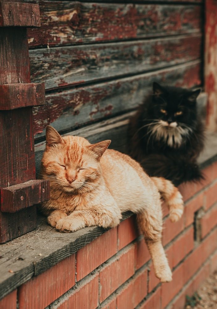 Photograph by Алексей Коровин