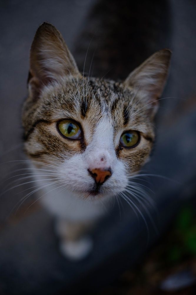 Photograph by Алексей Коровин