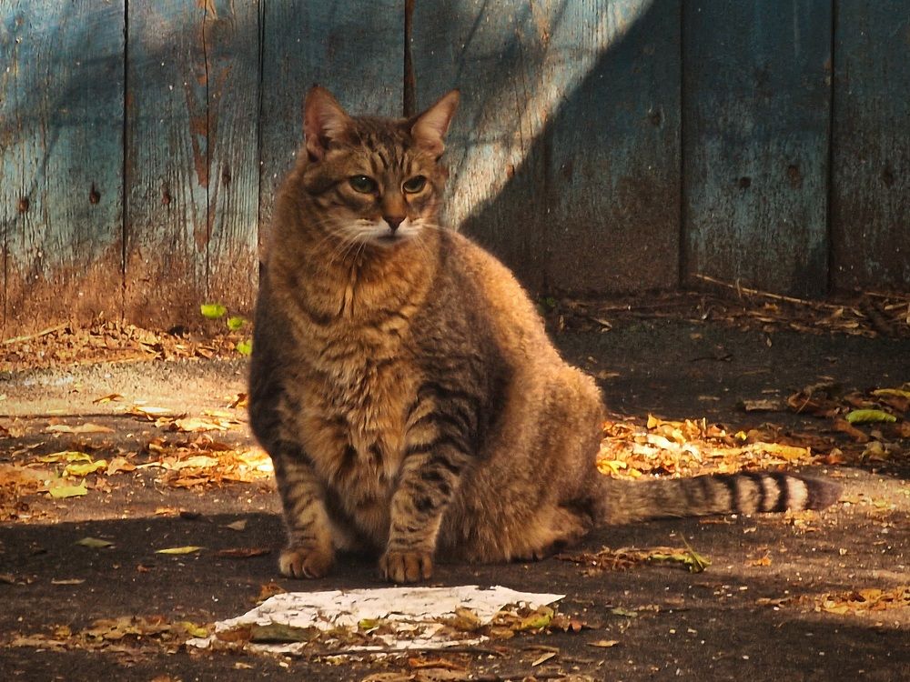 Photograph by Алина Веремеенко
