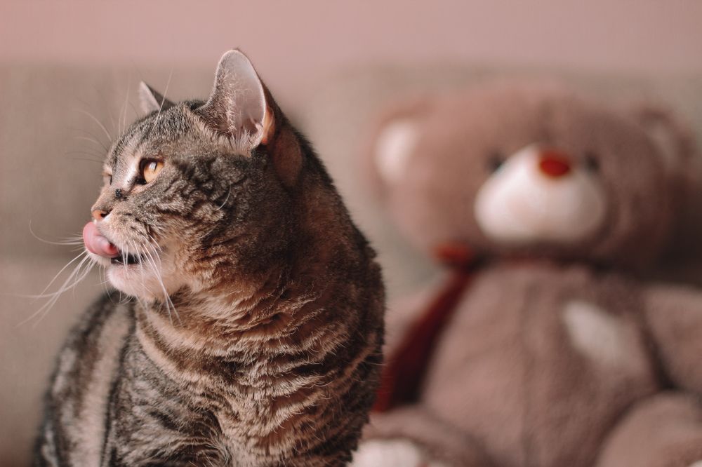 Фотография автора Екатерина Щетинина