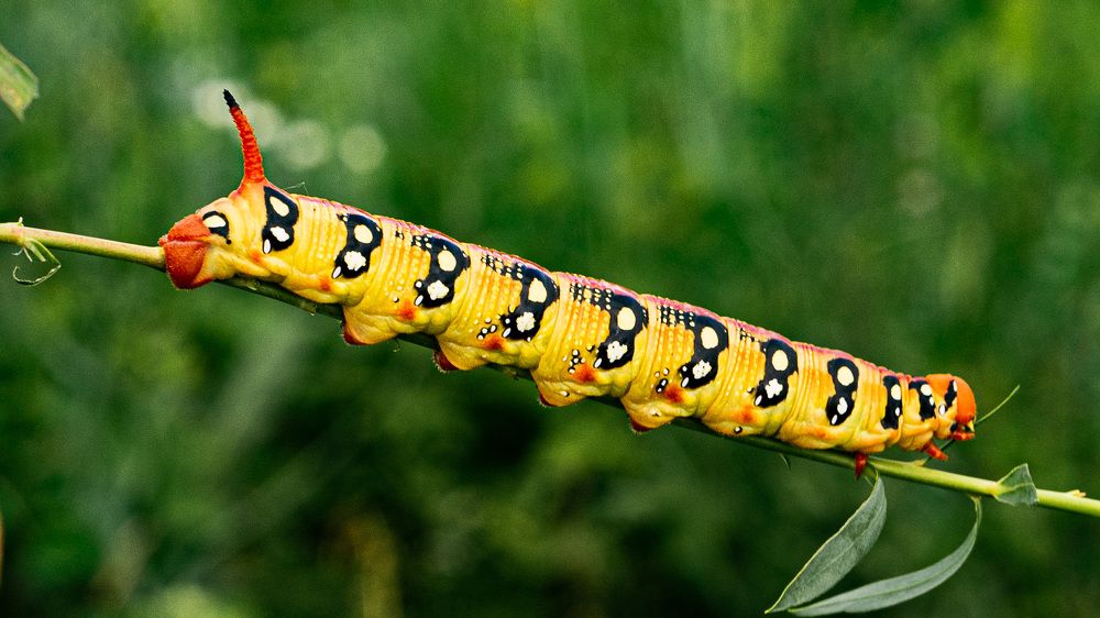 Фотография автора Николай Бологов