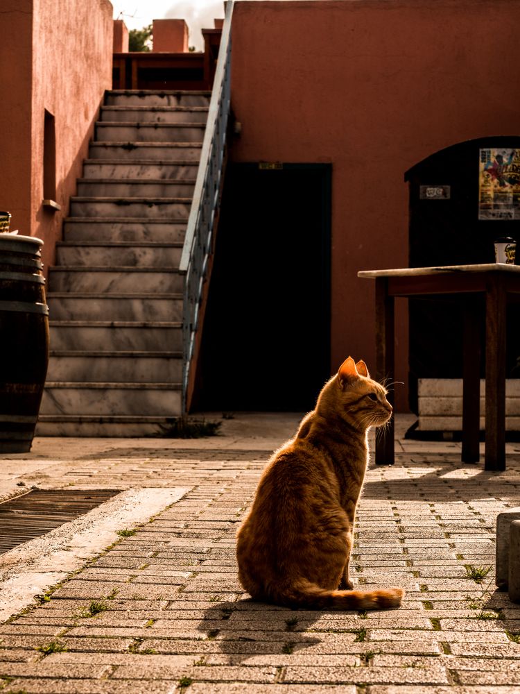 Photograph by CHRIS PAPAKIRITSIS