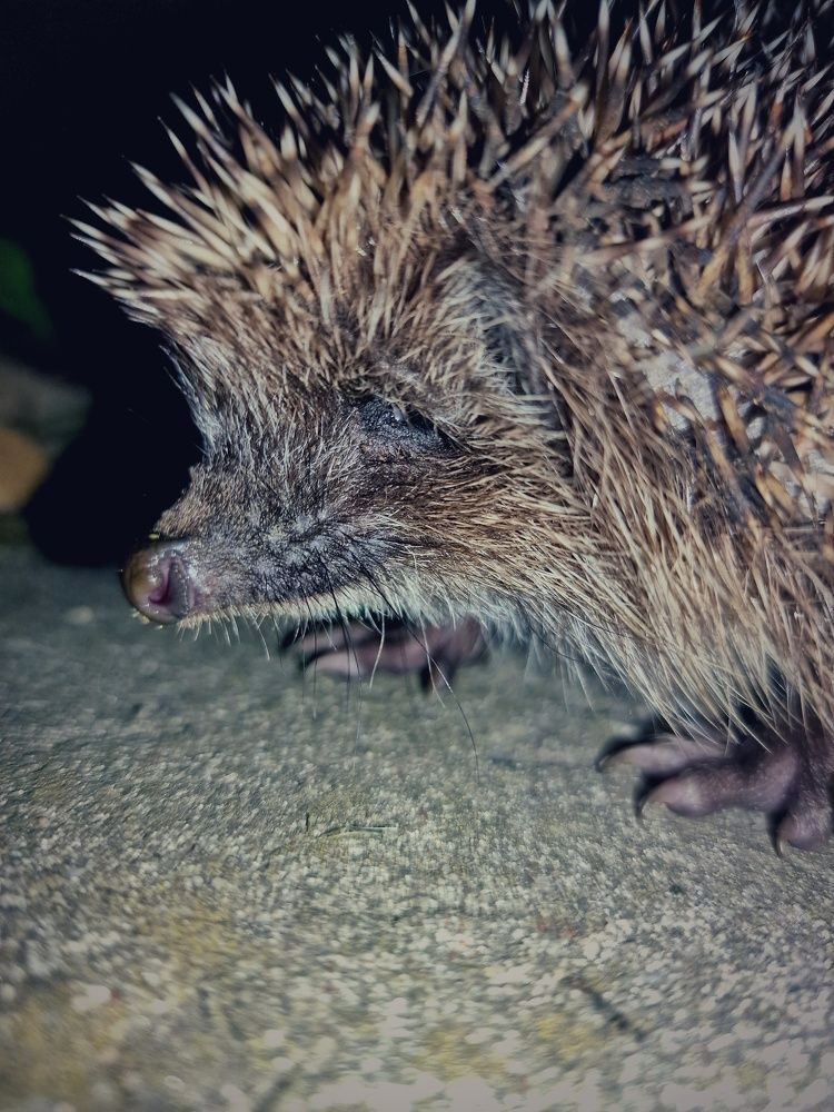 Фотография автора Maryna Pytliak