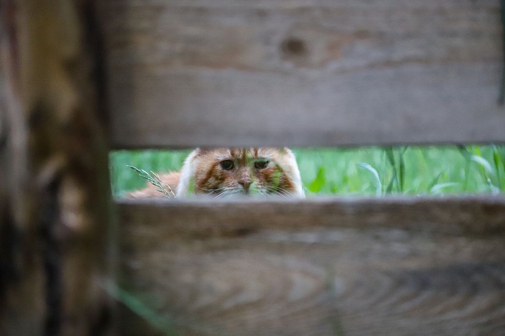 Photograph by Надежда Сайгашкина