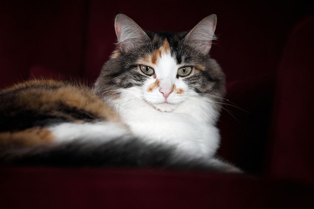 Фотография автора Вострецов Иван