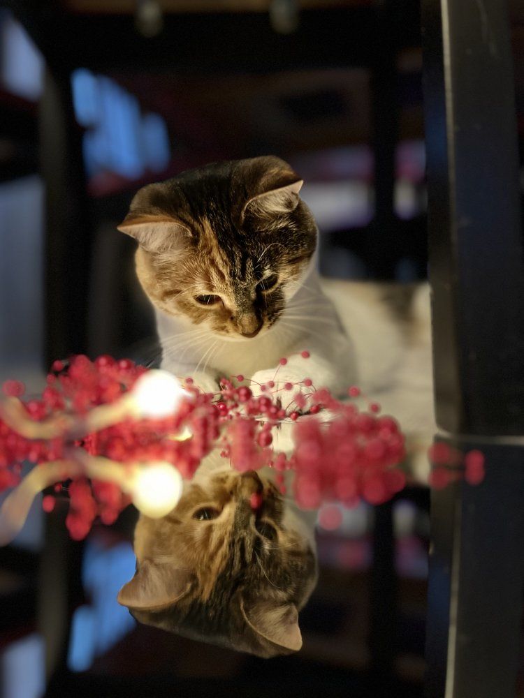 Photograph by Юлия Шурандина