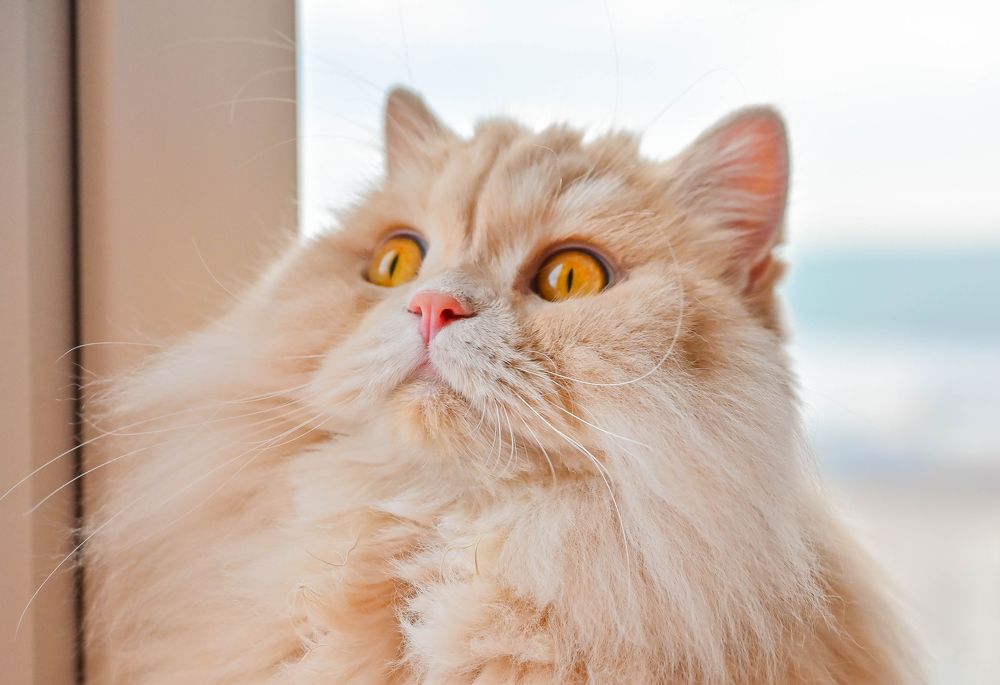 Photograph by Tanzilya Gabidullina