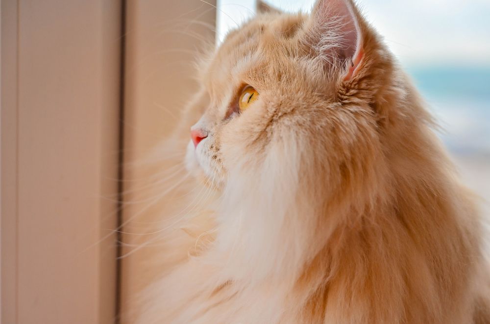 Photograph by Tanzilya Gabidullina