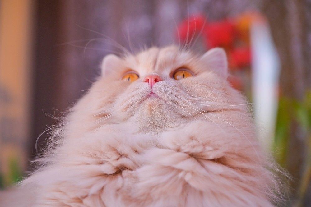 Photograph by Tanzilya Gabidullina