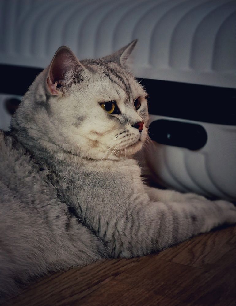 Фотография автора Maryna Pytliak