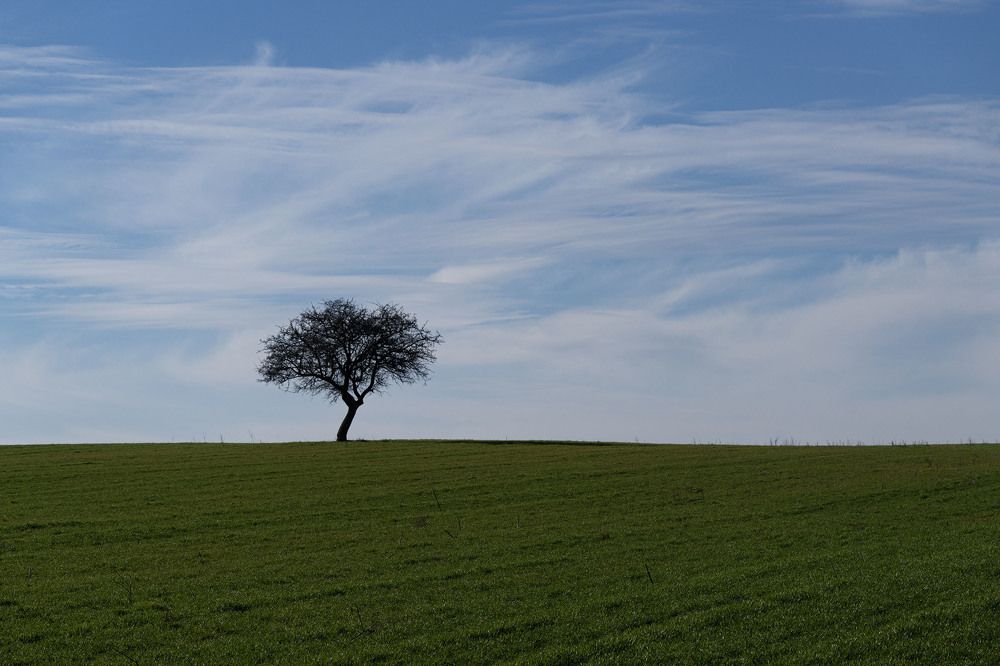 A Lonely Tree