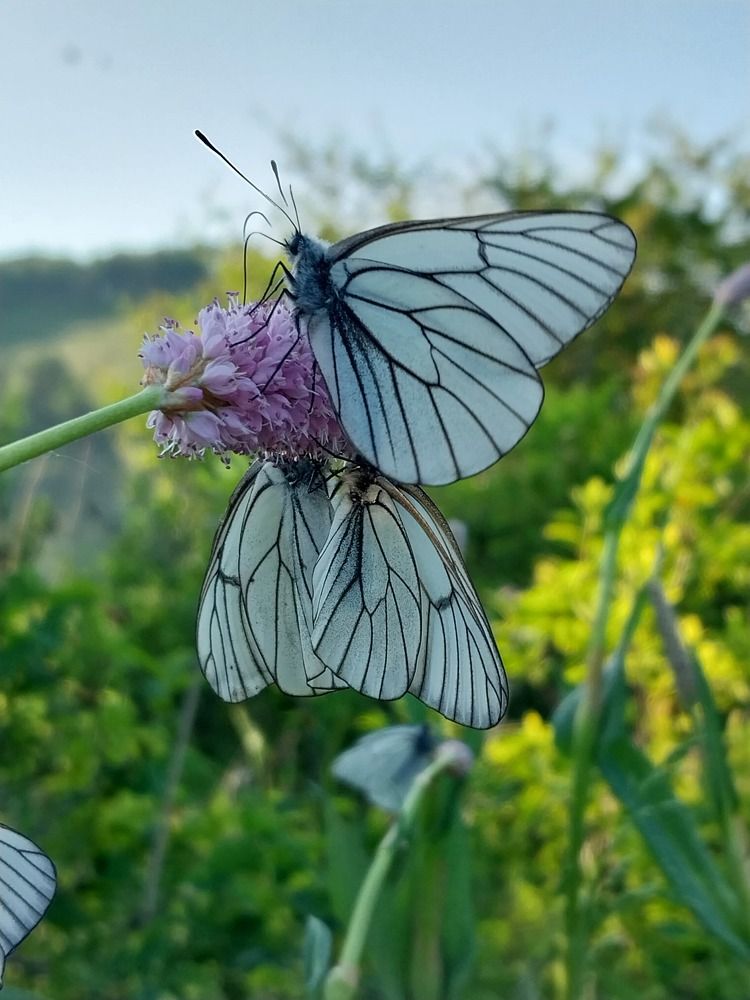 Photograph by Юлия Фирман