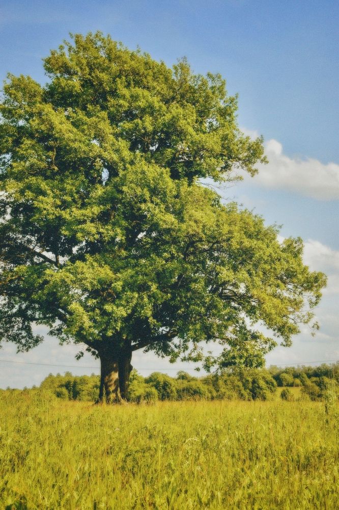 Photograph by Ирина Волгина
