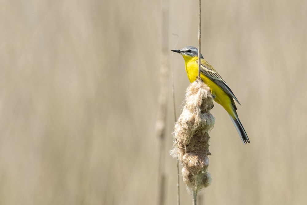 Photograph by Михаил Зубарев