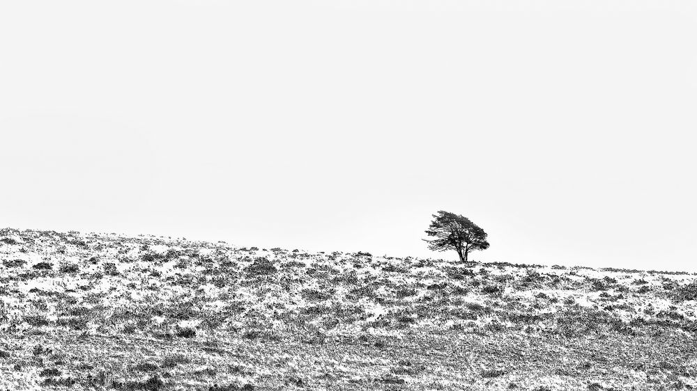 Фотография автора Carlos Gianoli