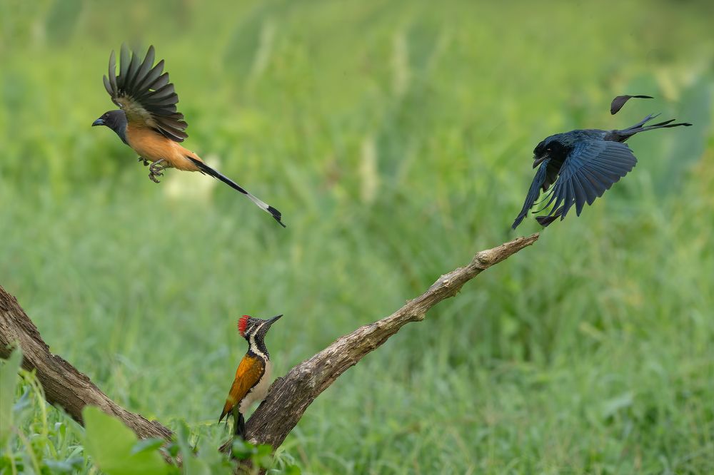 Фотография автора Raju Nair