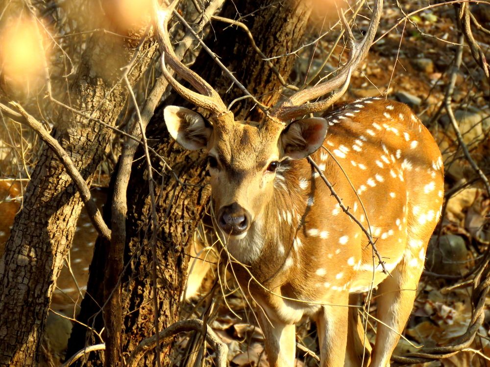 Big male spotted deer looks up